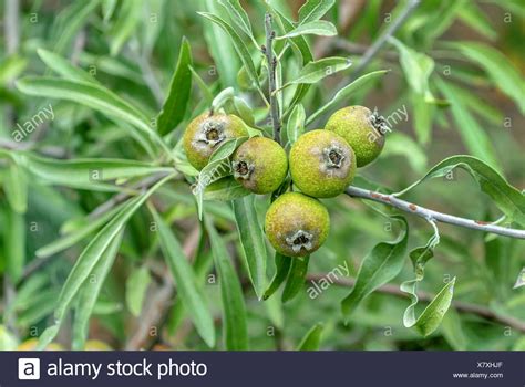 These trees will thrive as perennials in u.s. Willow-leaved Pear, Willow leaved Pear, Willowleaf Pear ...