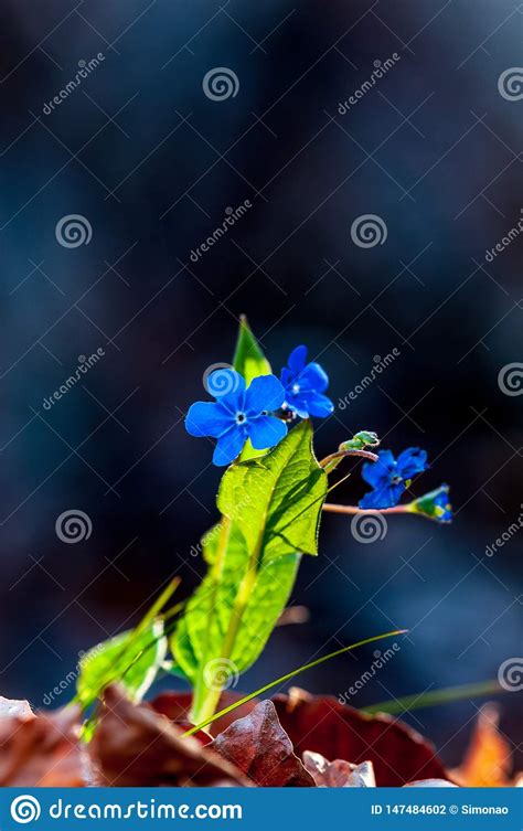 Myosotis Beautiful Blue Forest Flower In Spring Bloosom Stock Photo
