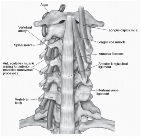 Anatomy Of The Cervical Spine Neupsy Key