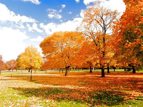 Autumn Fall Season Nature Landscape Leaf Leaves