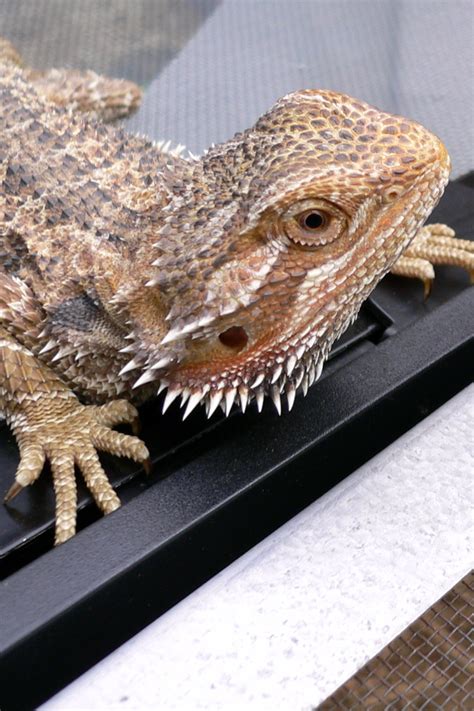 10 Facts You Never Knew About Bearded Dragons Bearded Dragon Fancy