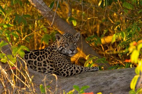 Jaguar Facts For Kids | Jaguar Diet, Behavior, & Habitat | Animal Facts