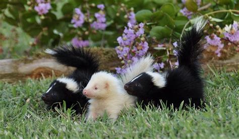 The Beauty Of Wildlife Cute Animals Albino Animals Animals