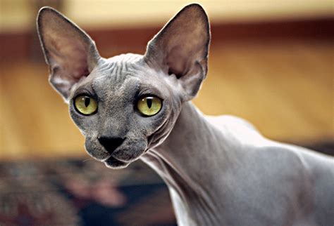 5 out of 5 stars. Amazing Dogs Breeds: Sphynx Cat