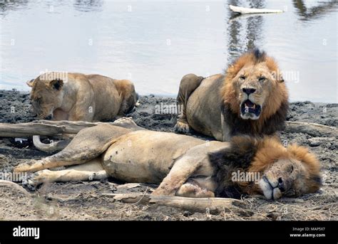 Lions On Beach At Lake Nakuru Kenya Stock Photo Alamy