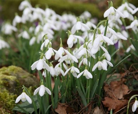 When To Plant Snowdrop Bulbs Expert Advice From Uk