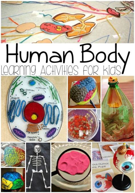 Fun Activities For Learning About The Body Lesson Plans