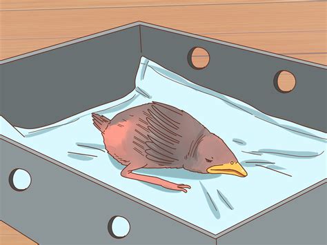 How To Identify Baby Birds 14 Steps With Pictures Wikihow