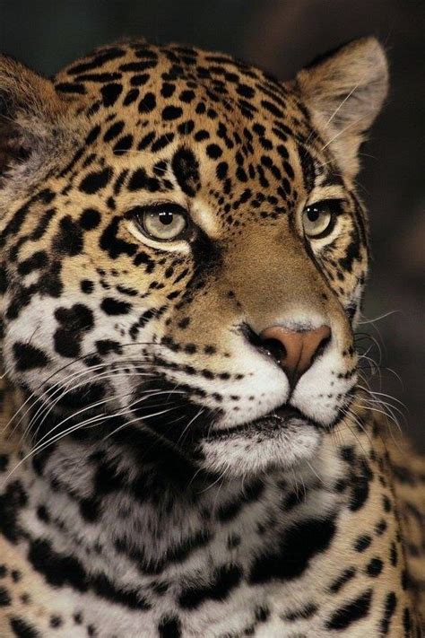 Pin By Roxie Samuel On ♥ Love For Big Cats ♥ Jaguar Portrait