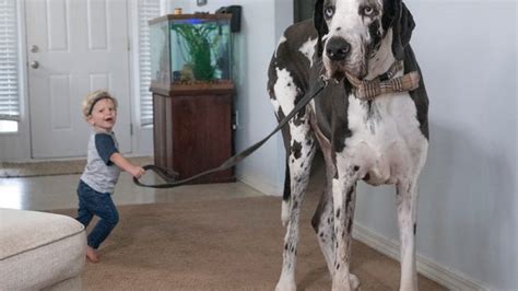 Florida Great Dane Named Atlas Might Be Worlds Tallest Living Dog