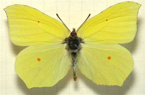 55 Hd Gonepteryx Rhamni Wikipedia Insectza