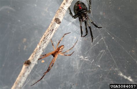 Western Black Widow Spider Agricultural Biology