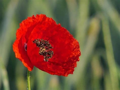 Poppy Flower Meaning And Symbolism Symbol Sage