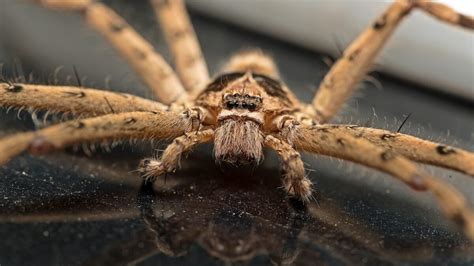 Spiders In Florida Series Common Domestic House Spiders Drive Bye