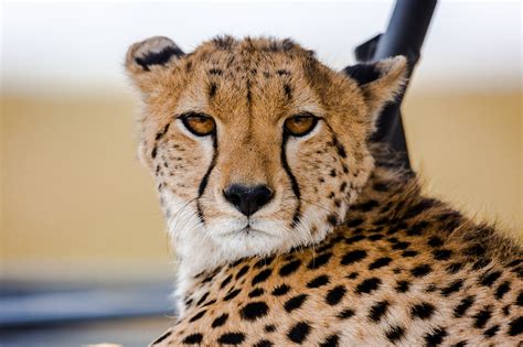 Cool cat - cheetah finds shade on top of safari jeep - Caters News Agency
