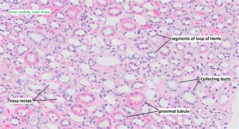 Kidney Medulla Histology Labeled