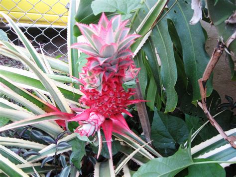 Ananta flower nursery lizahill darjeeling. Kalimpong Cactus garden
