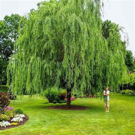 Weeping Willow Weeping Willow Tree For Sale — Plantingtree