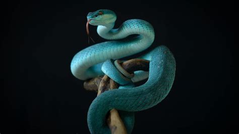 Serpientes Cuáles Son Venenosas Y Cuántos Tipos Hay