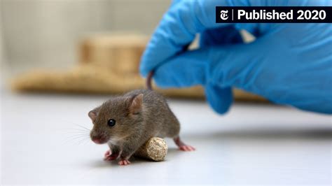 These Lab Animals Will Help Fight Coronavirus The New York Times