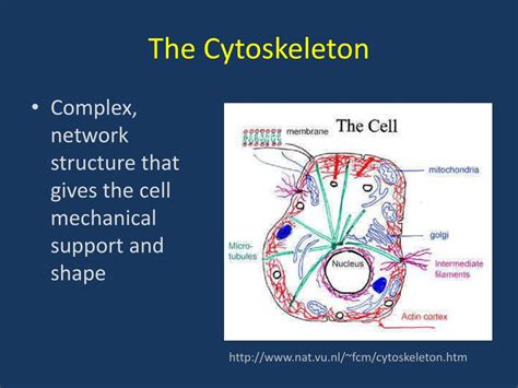 Ppt Single Scale Models The Cytoskeleton Powerpoint Presentation