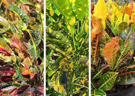 Plant Crotons For Fall Foliage Color Mississippi State University