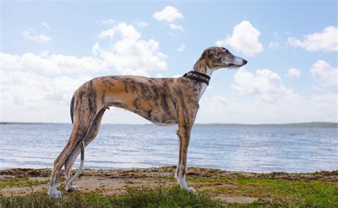 Em espanhol, não são usadas algumas letras e dígrafos presentes no português. Galgo Espanhol - Raças de Cachorro