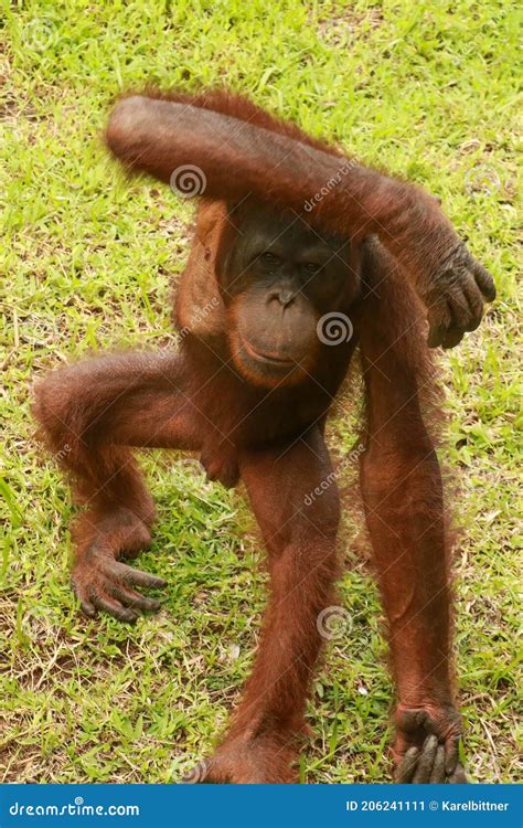 Orangutan Kalimantan Close Up Details Of The Kalimantan Orangutan