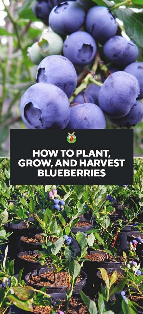 Growing Blueberries Best Varieties Planting Guide Care Problems