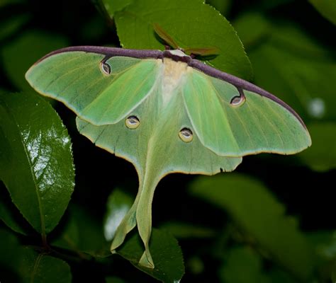 Naturewatch Mysterious Moths