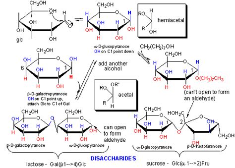 71 Monosaccharides And Disaccharides Biology Libretexts