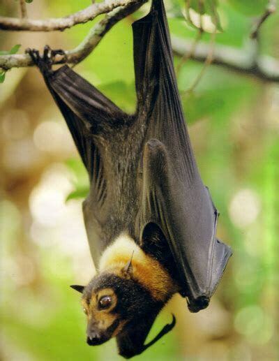 Daintree Wildlife The Spectacled Flying Fox