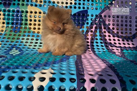 Simba Pomeranian Puppy For Sale Near Atlanta Georgia F4b9771171