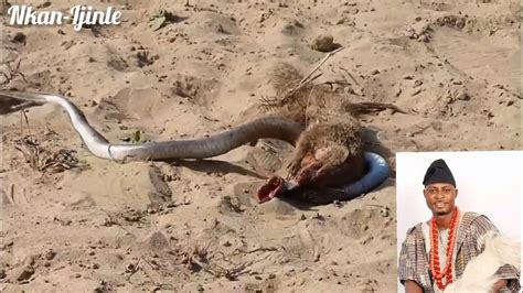 Mongoose Kills Snake Documentary By Omoalase Youtube