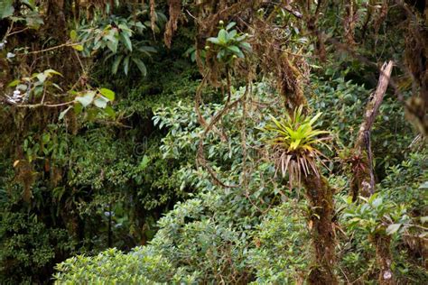 Lush Jungle Vegetation In Rainforest Stock Photo Image Of Foliage