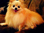 The family dog is a Pomeranian and his name is yogi bear ...
