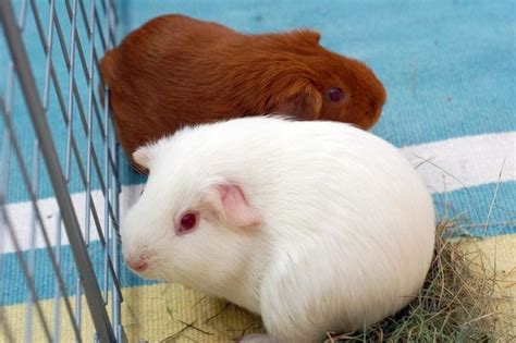 White Guinea Pigs Everything You Need To Know The Pet Guide Home