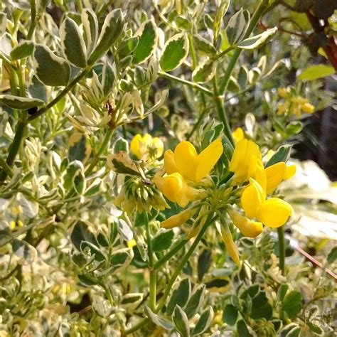 Add Yellow Winter Flowers To Your Garden With Coronilla Valentina Subsp
