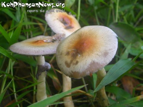 Magic Mushrooms Koh Phangan Island Koh Phangan Island News