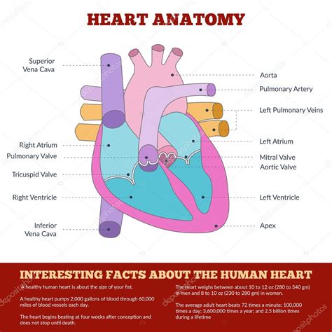 Diagramm Der Menschlichen Herz Anatomie Vektorgrafik Lizenzfreie