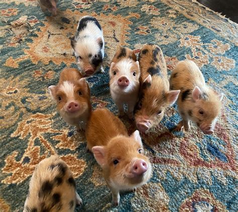 Charming Mini Pigs Breeders Of American Mini Pigs