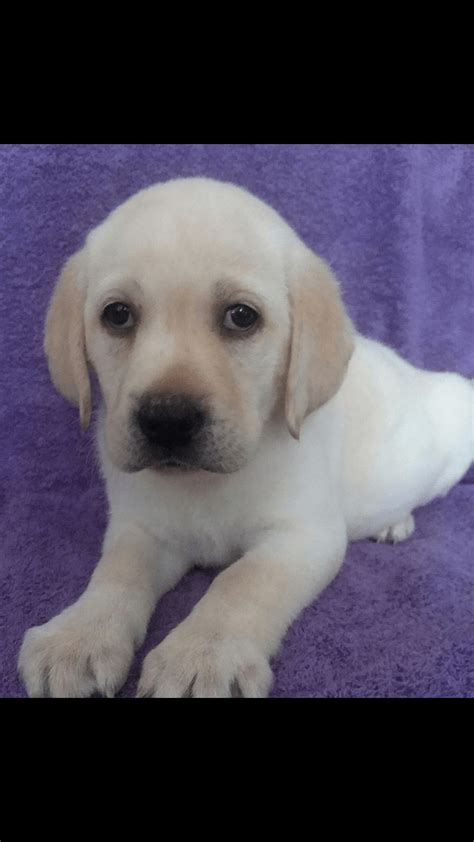 Labrador Retriever Puppies For Sale Manistee Mi 297490