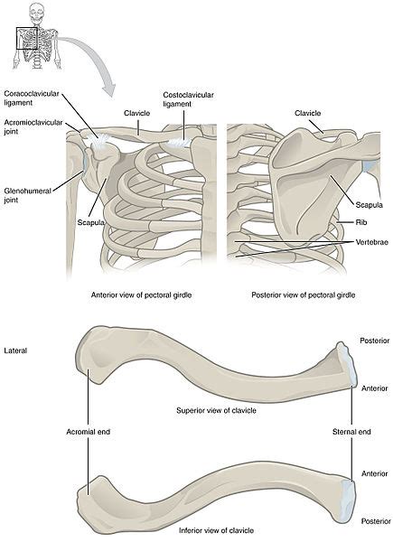 What Is The Difference Between Right And Left Clavicle Pediaacom