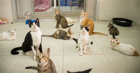 53 Top Photos Cat Rehoming Shelters Near Me Blue Cross Torbay
