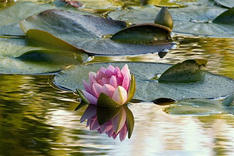 Free Images Tree Nature Leaf Flower Petal Pond Green