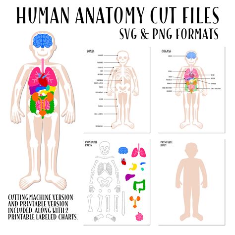 human body svg image 334 svg png eps dxf file