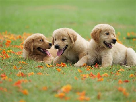 Download Puppy Baby Animal Dog Animal Golden Retriever 4k Ultra Hd