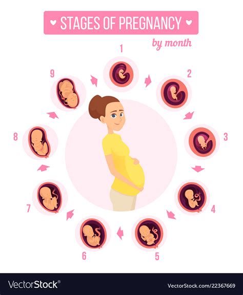 Pregnancy Trimester Infographic Human Growth Vector Image