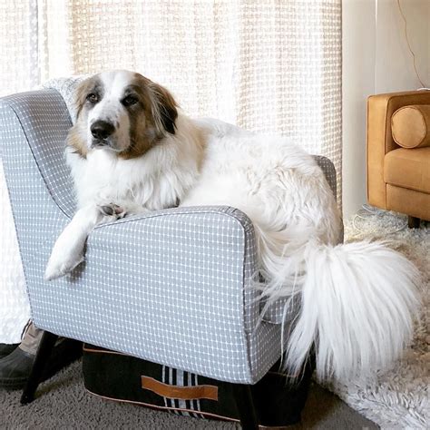 Australian shepherd puppies for sale. Great Pyrenees & Australian Shepard mix named George ...