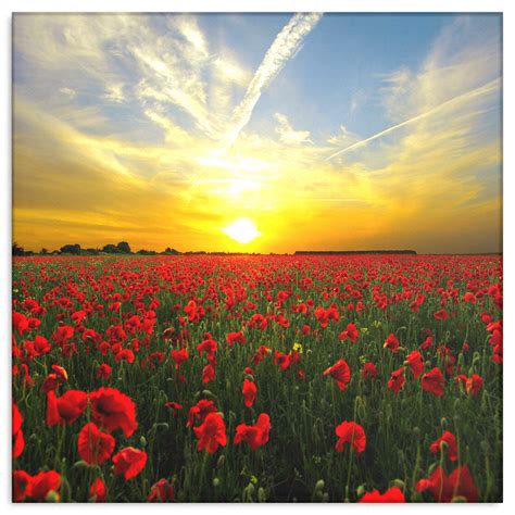 Red Poppies At Sunset Canvas Wall Art Beautiful Fine Art 4 Sizes